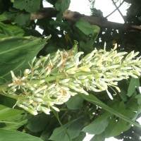 Alpinia galanga (L.) Willd.